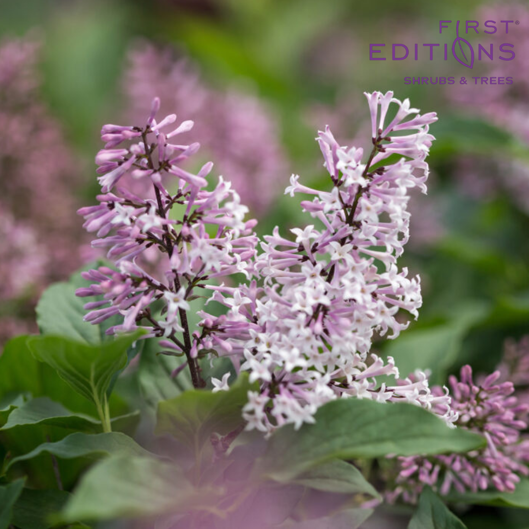 lavender lady lilac tree Syringa x First Editions 'Little Lady'