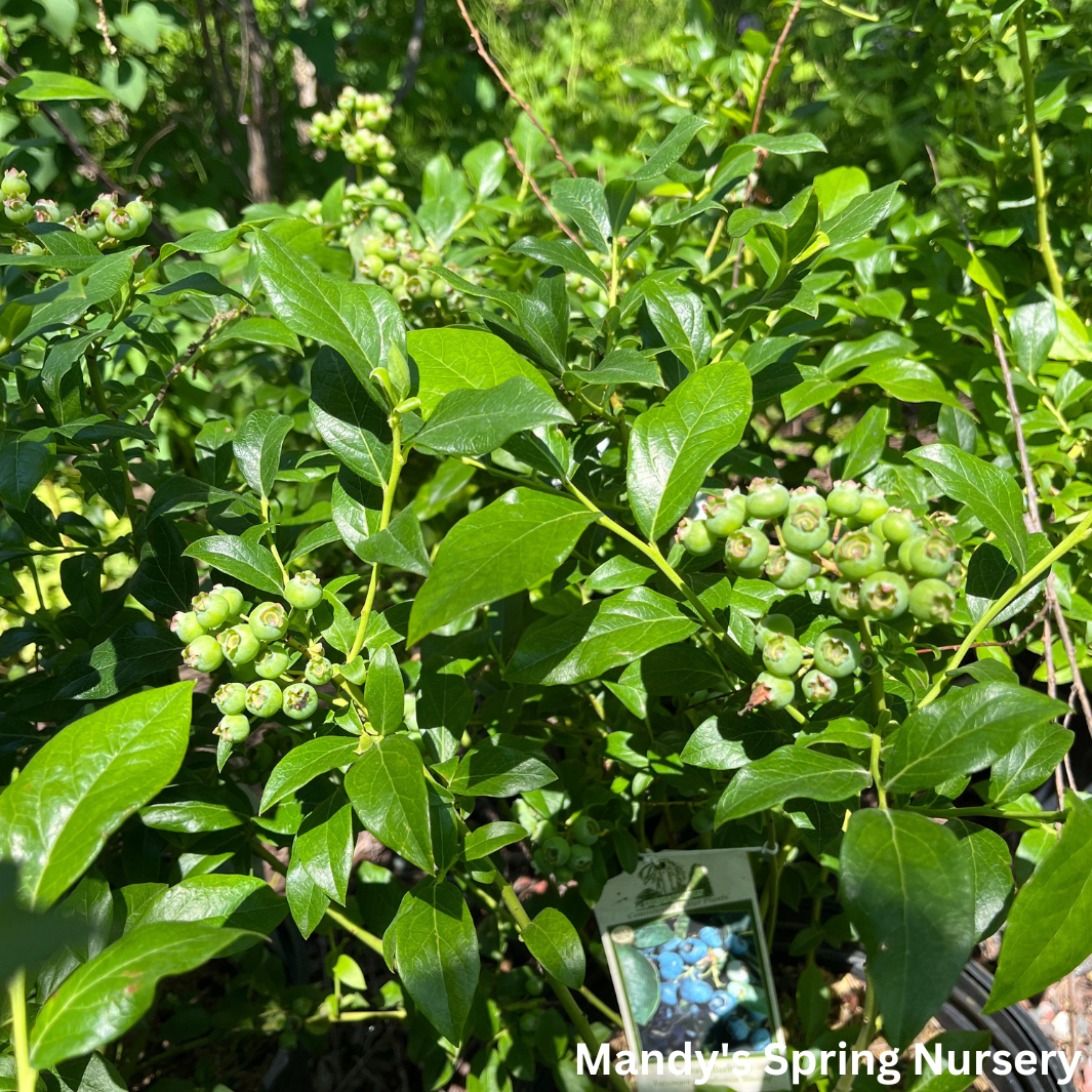 Blueray Blueberry | Vaccinium corymbosum – Mandy Spring Farm