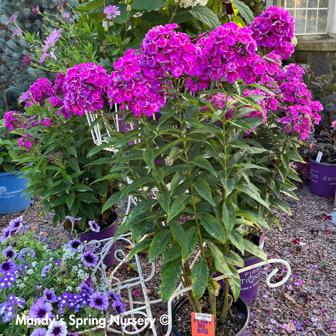 'Grape Lollipop' Garden Phlox | Phlox paniculata first edition Grape lollipop