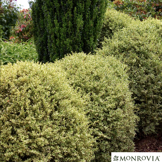 Variegated Boxwood | Buxus variegata