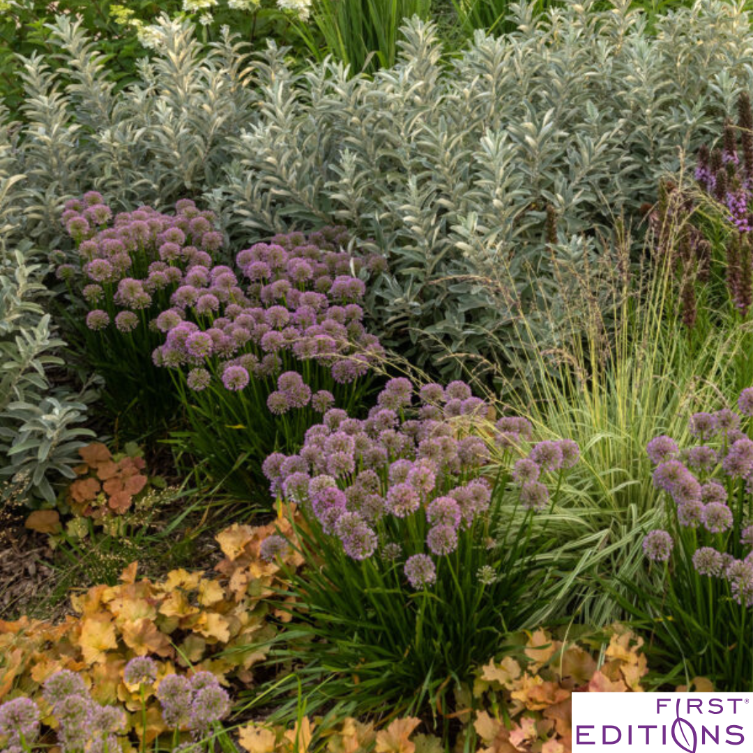Iceberg Alley Sageleaf Willow | Salix candida – Mandy Spring Farm
