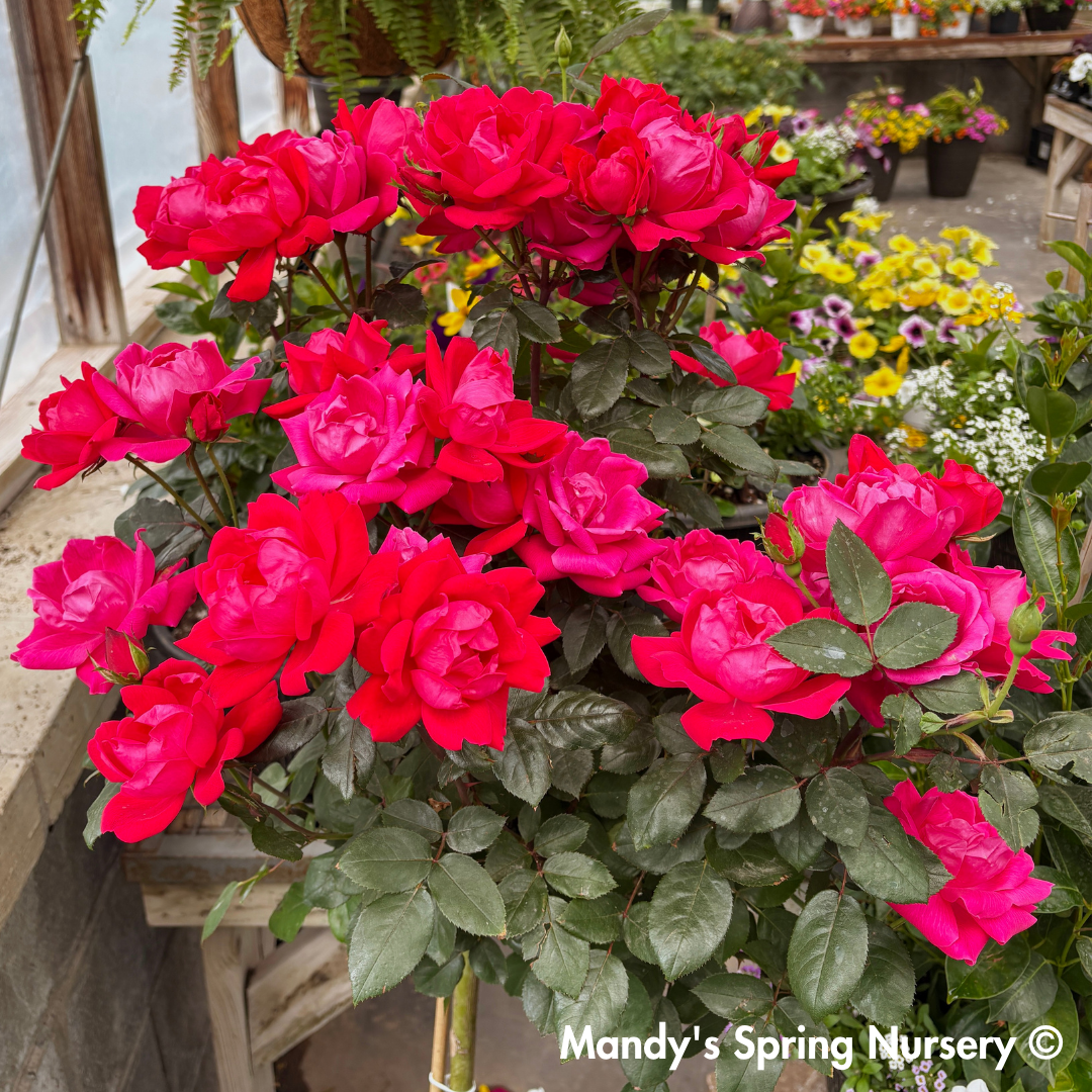 Red Double Knock Out Rose Tree-Form