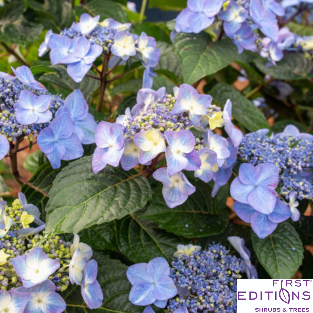 Pop Star Reblooming Bigleaf Hydrangea | Hydrangea macrophylla 'Bailmacsix'