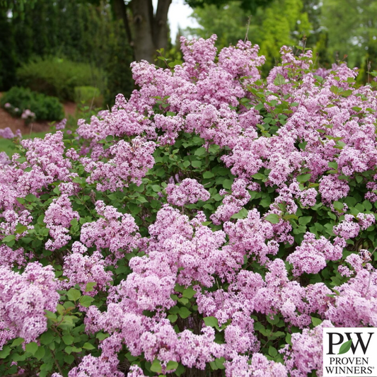 Bloomerang Purpink® Reblooming Lilac | Syringa x pubescens