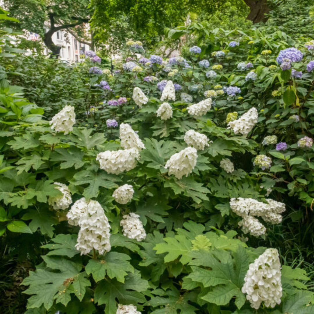 Jetstream Oakleaf Hydrangea | Hydrangea quercifolia