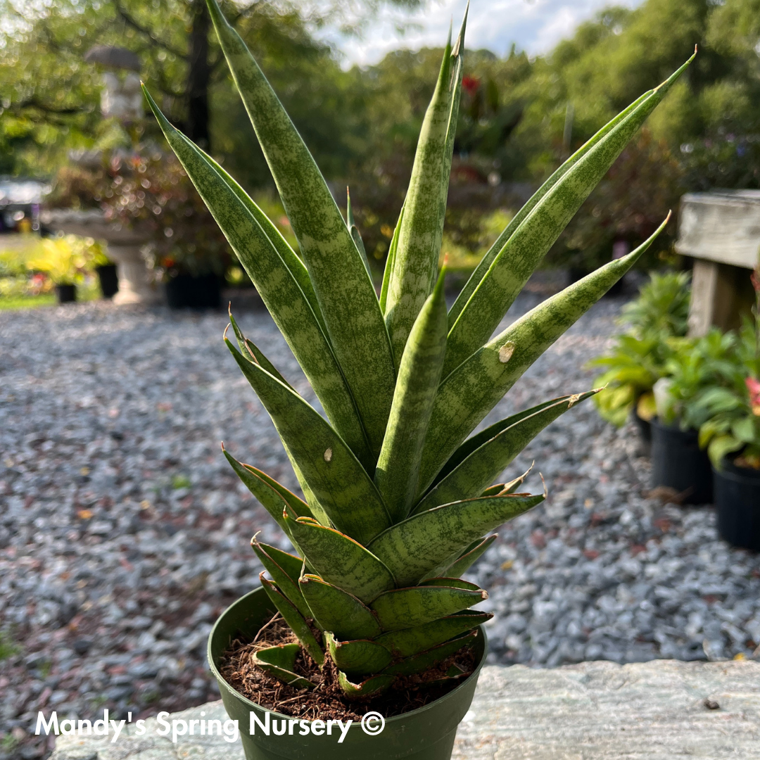garden snake plant 'Pagoda Tower' Snake Plant