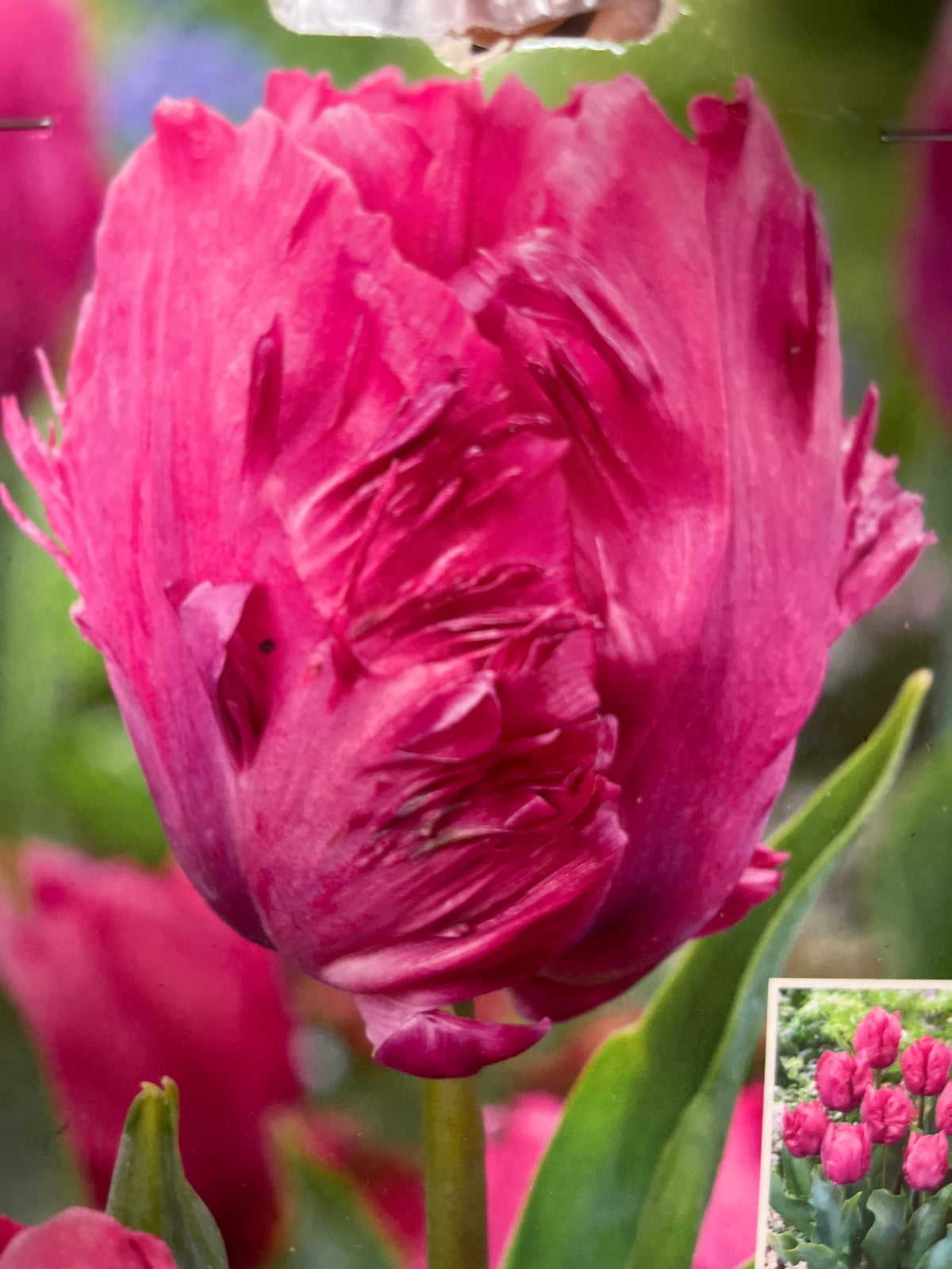 Parrot Prince Tulips - 7 Bulbs