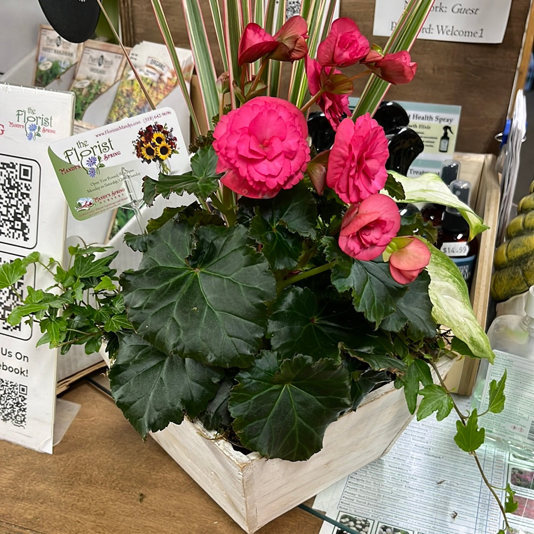 Houseplant Dish Garden | Assorted houseplant species