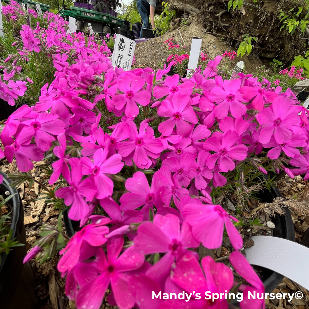 Drummond's Pink Creeping Phlox | Phlox subulata