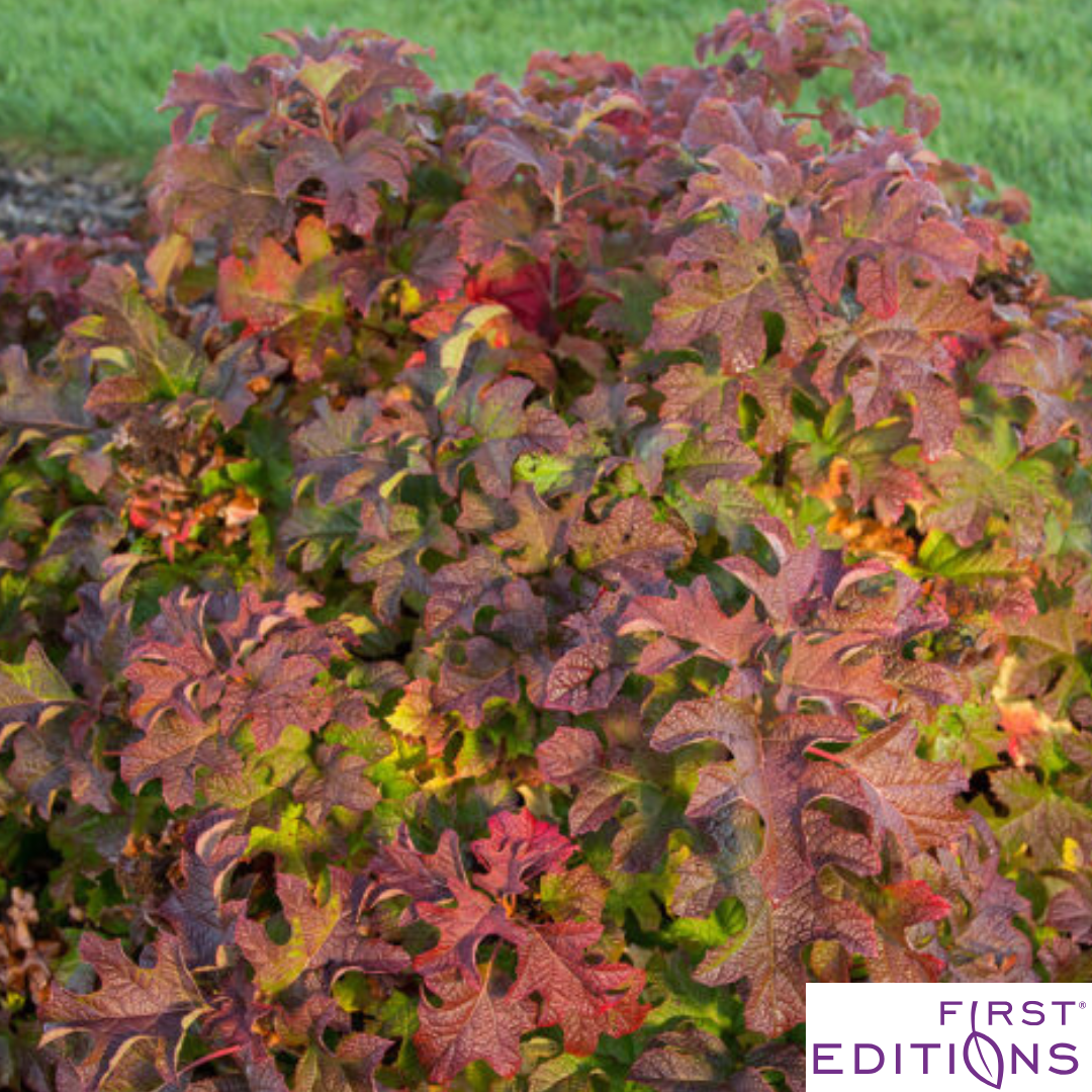 Jetstream Oakleaf Hydrangea | Hydrangea quercifolia