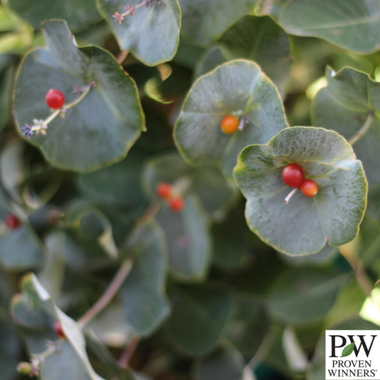 Kintzley's Ghost® Honeysuckle | Lonicera reticulata