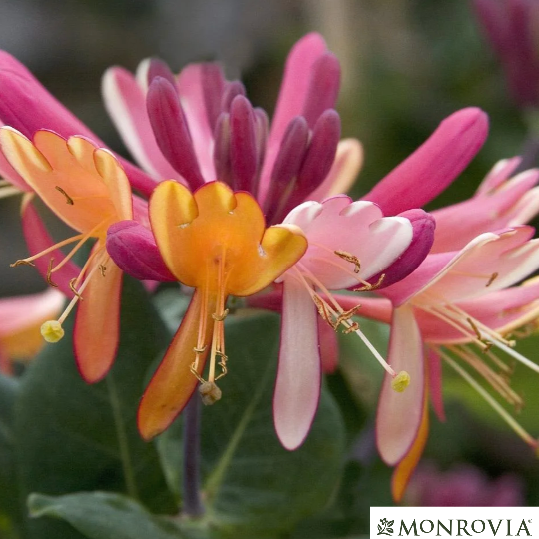Goldflame Honeysuckle