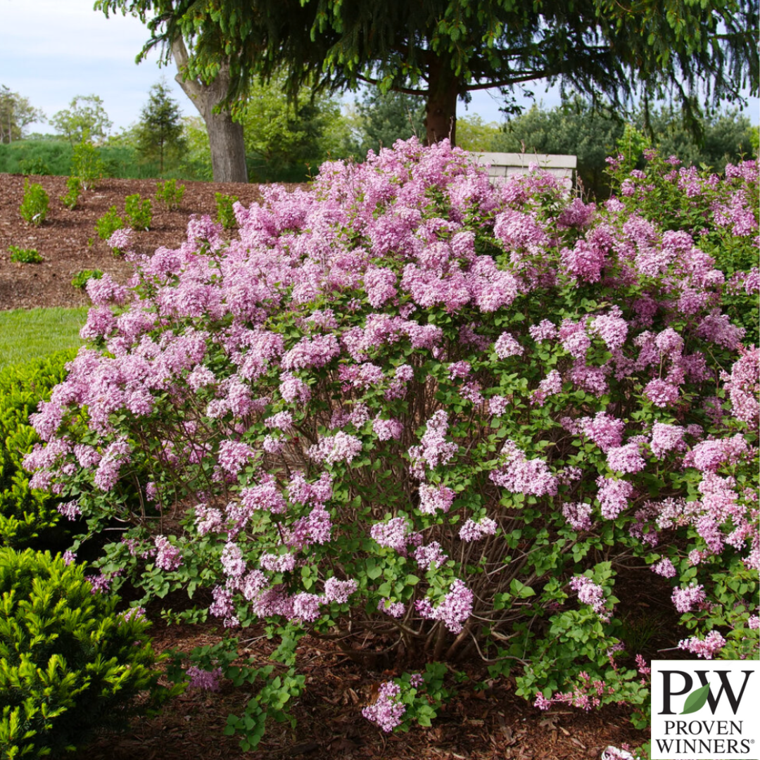 Bloomerang Purpink® Reblooming Lilac | Syringa x pubescens