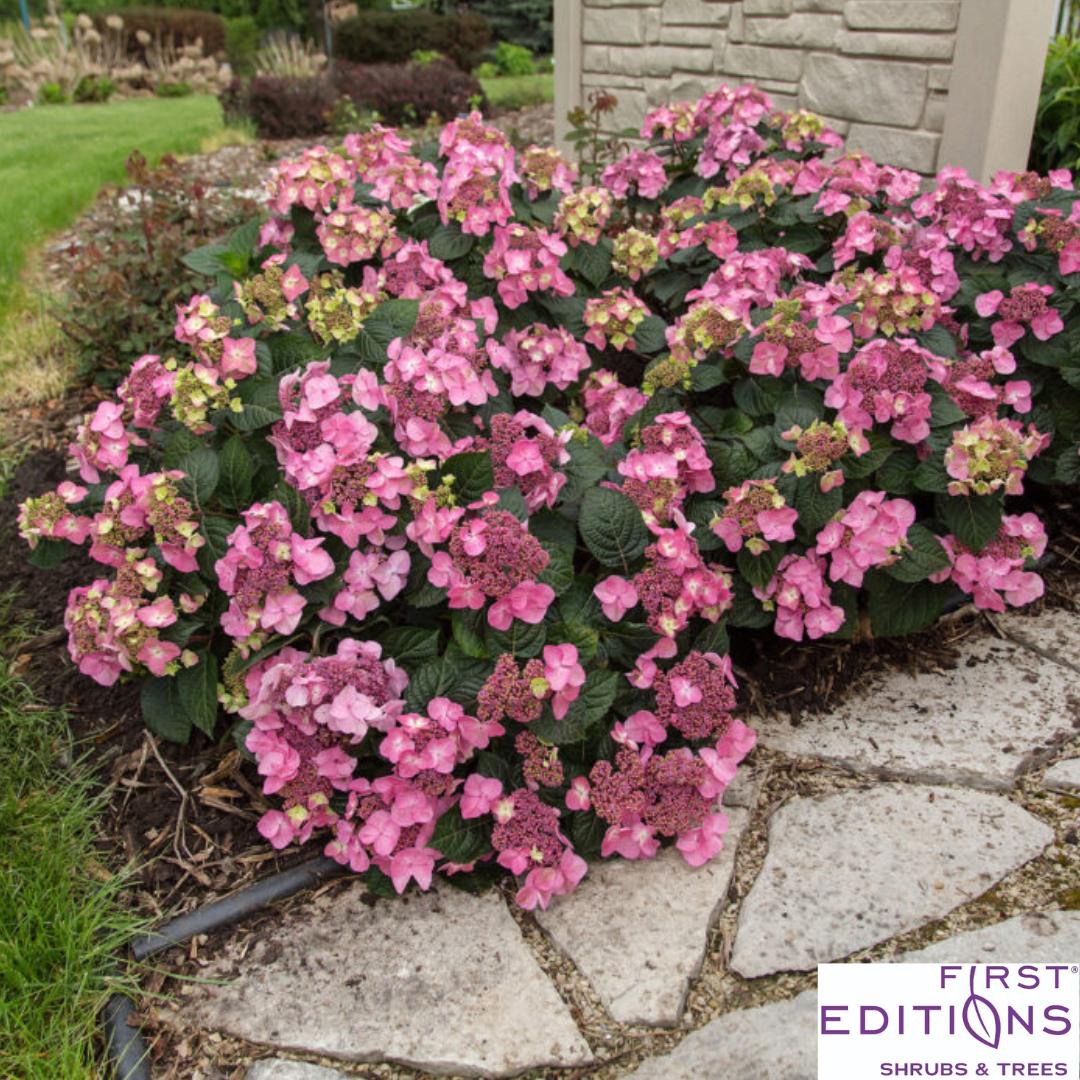 Pop Star Reblooming Bigleaf Hydrangea | Hydrangea macrophylla 'Bailmacsix'