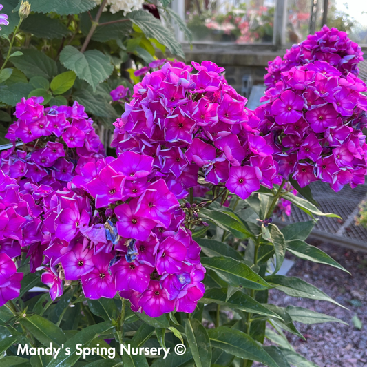 'Grape Lollipop' Garden Phlox | Phlox paniculata first edition Grape lollipop
