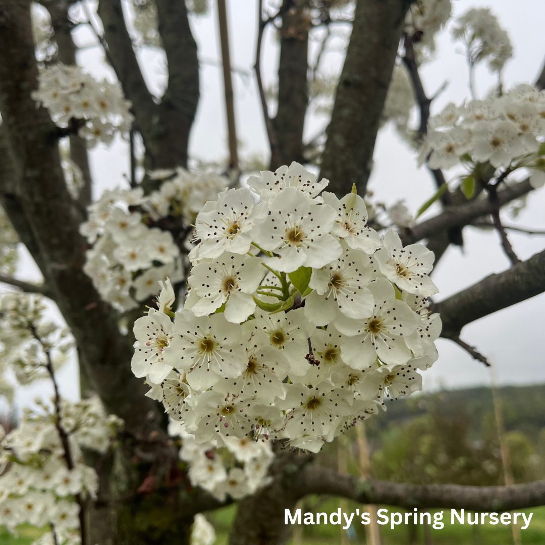 Aristocrat Pear | Pyrus calleryana 'Aristocrat'