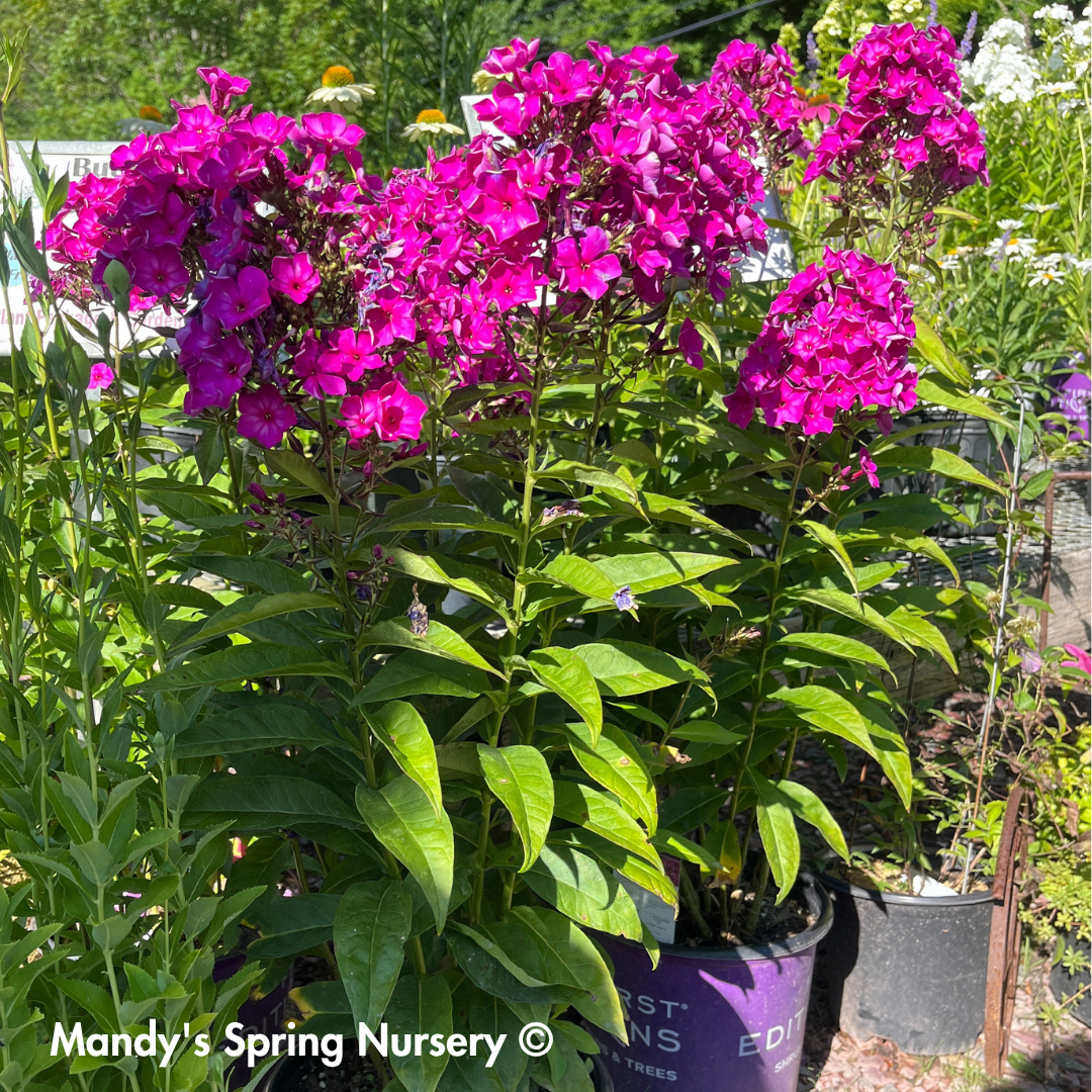 'Grape Lollipop' Garden Phlox | Phlox paniculata first edition Grape lollipop
