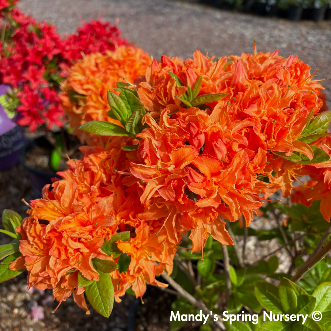 Mandarin Lights Azalea | Rhododendron – Mandy Spring Farm Nursery