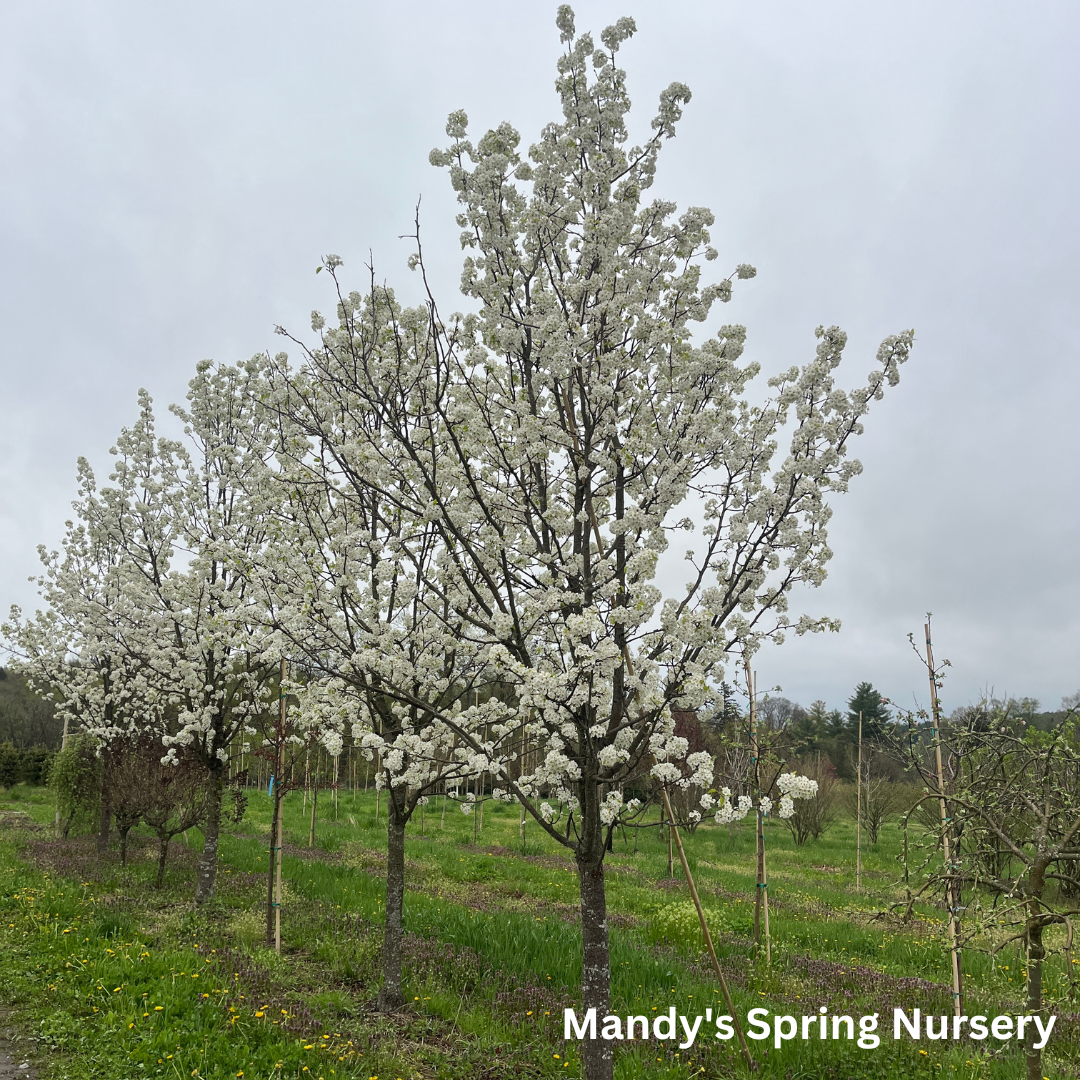 Aristocrat Pear | Pyrus calleryana 'Aristocrat'