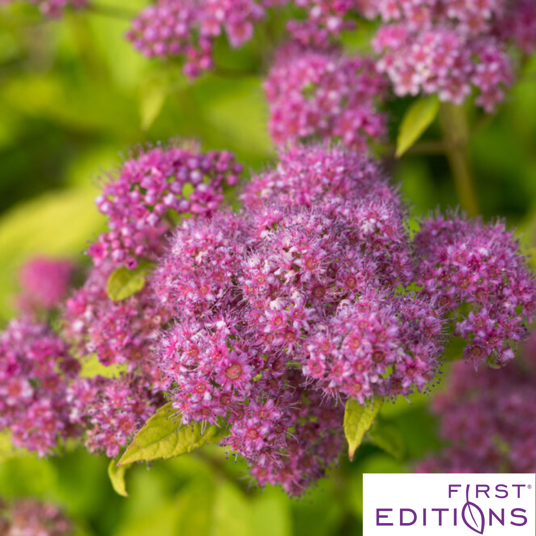 spark herbicide Little Spark Spirea