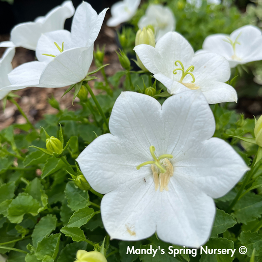 Rapido White Bellflower | Campanula carpatica
