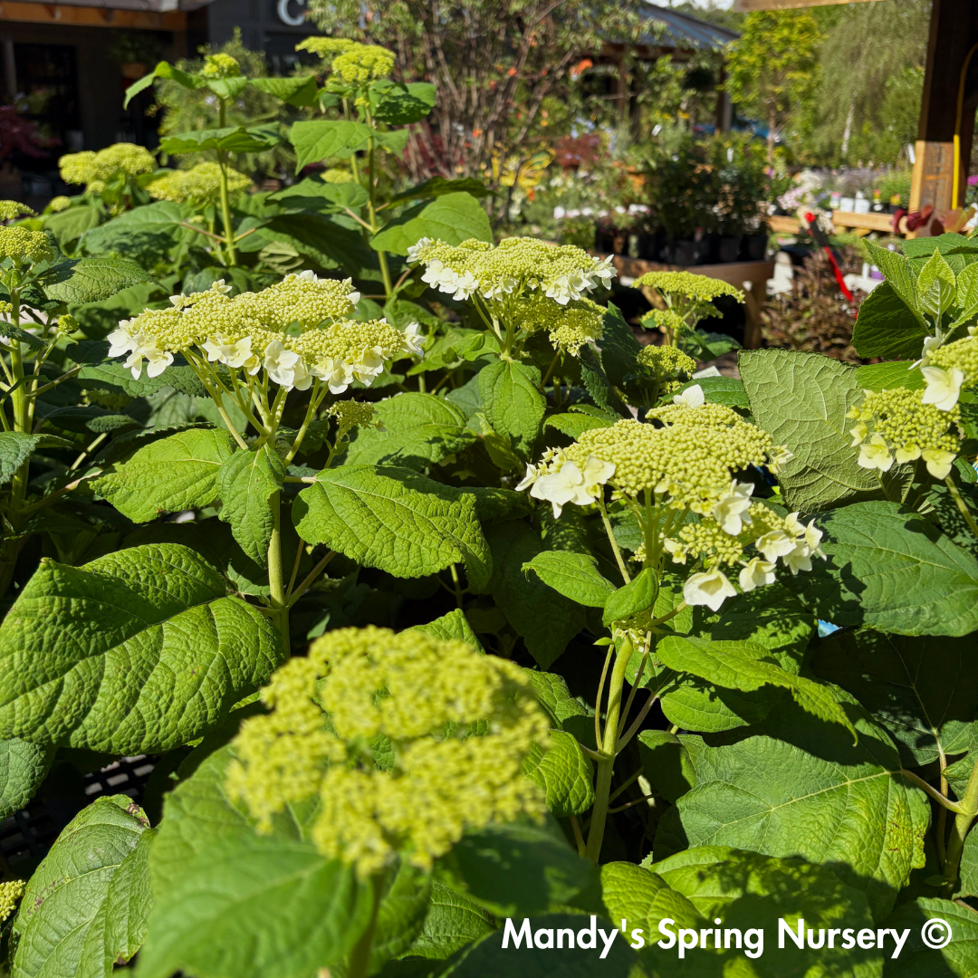 'Haas Halo' Hydrangea | Hydrangea Arborescens