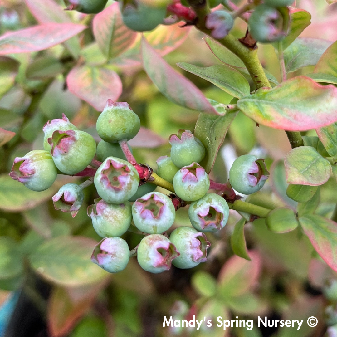 Peach Sorbet' Blueberry | Vaccinium x Peach Sorbet – Mandy Spring