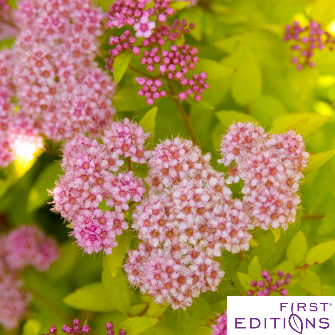 Sundrop™ Spirea | Spiraea 'Bailcarol'