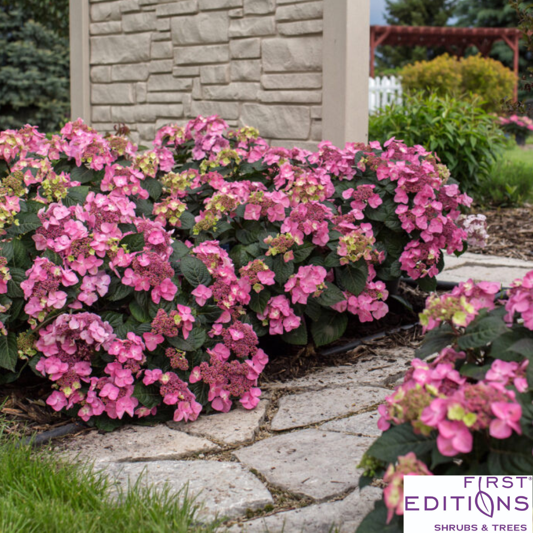 Pop Star Reblooming Bigleaf Hydrangea | Hydrangea macrophylla 'Bailmacsix'