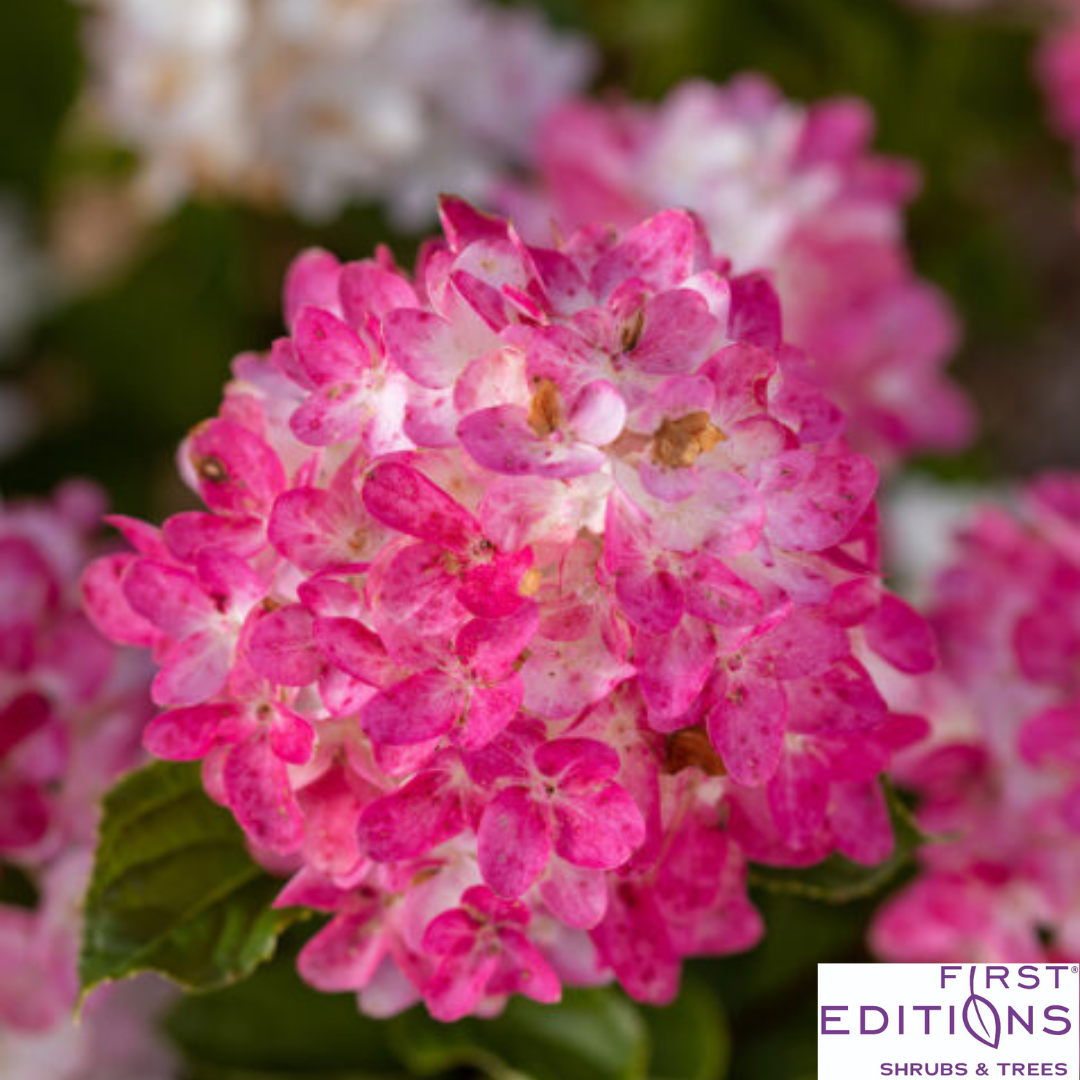 Proven Winner® Fire Light Tidbit® Hydrangea | Hydrangea paniculata