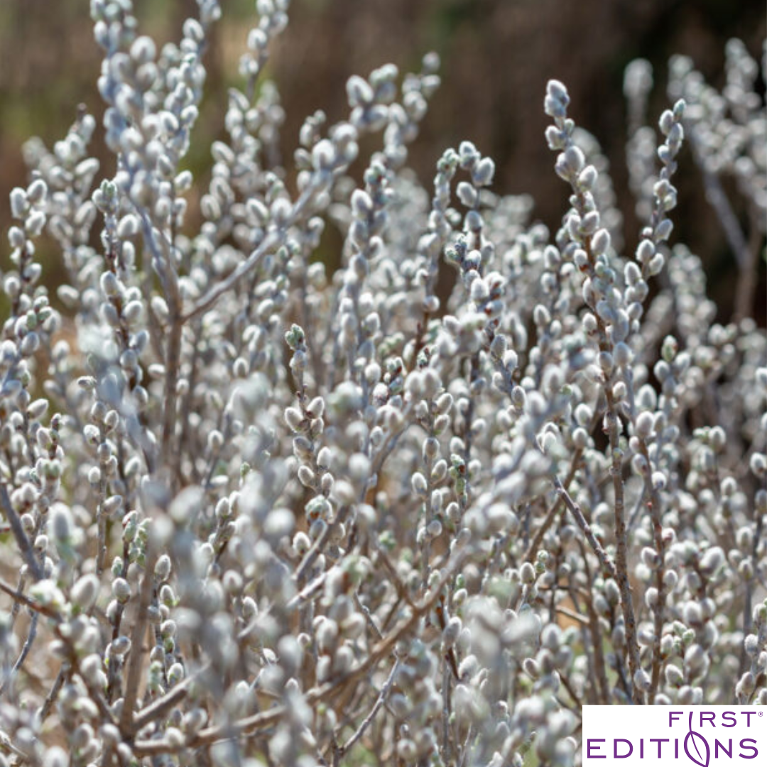 Iceberg Alley Sageleaf Willow | Salix candida