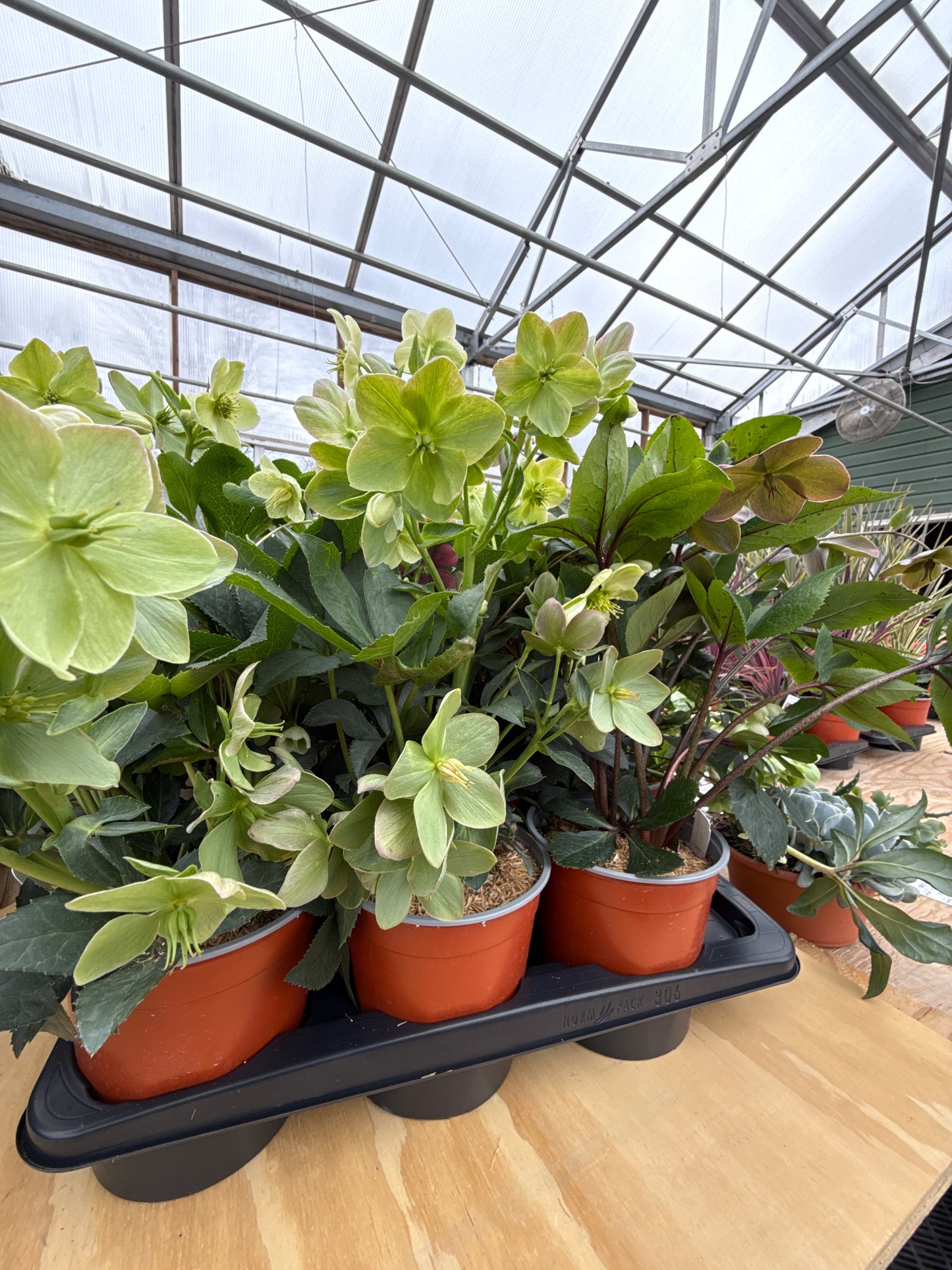 Assorted Hellebore | Helleborus