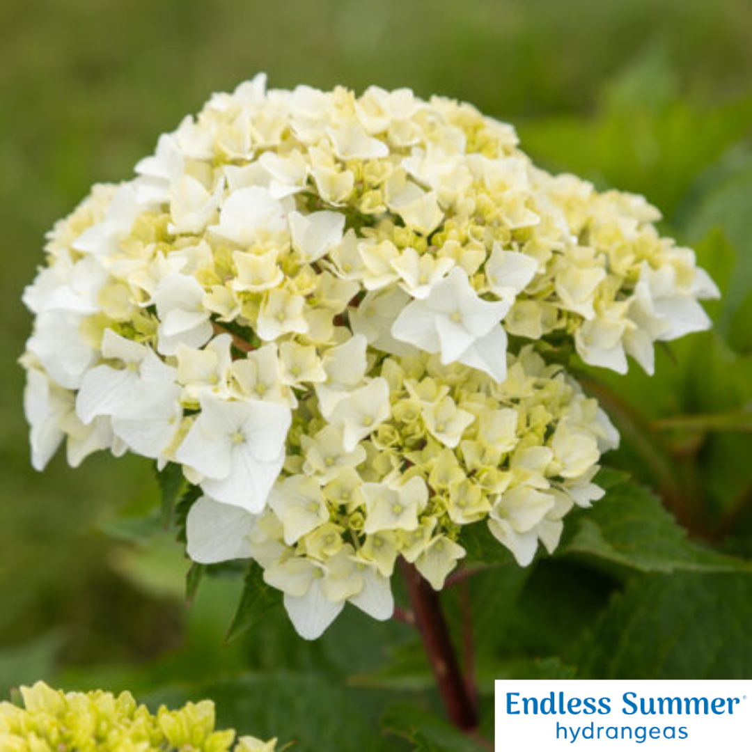 DreamCloud® Reblooming Hydrangea
