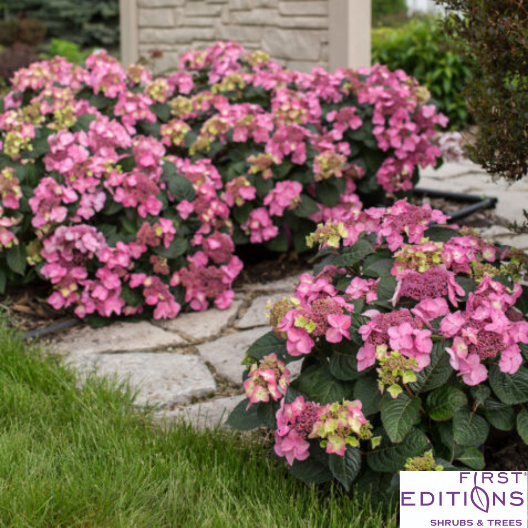 Pop Star Reblooming Bigleaf Hydrangea | Hydrangea macrophylla 'Bailmacsix'