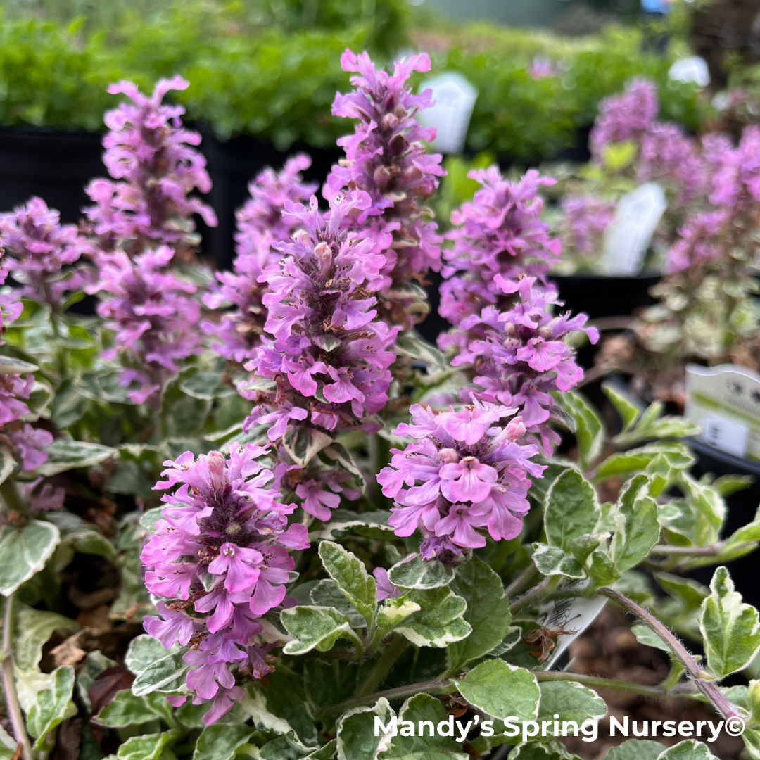bugleweed herbicide 'Pink Lightning' Bugelweed