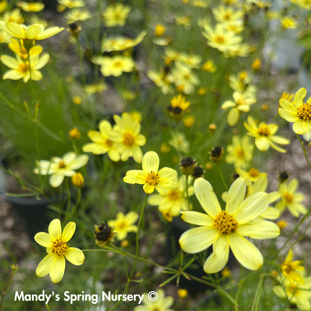 tick seed flower Moonbeam Tickseed
