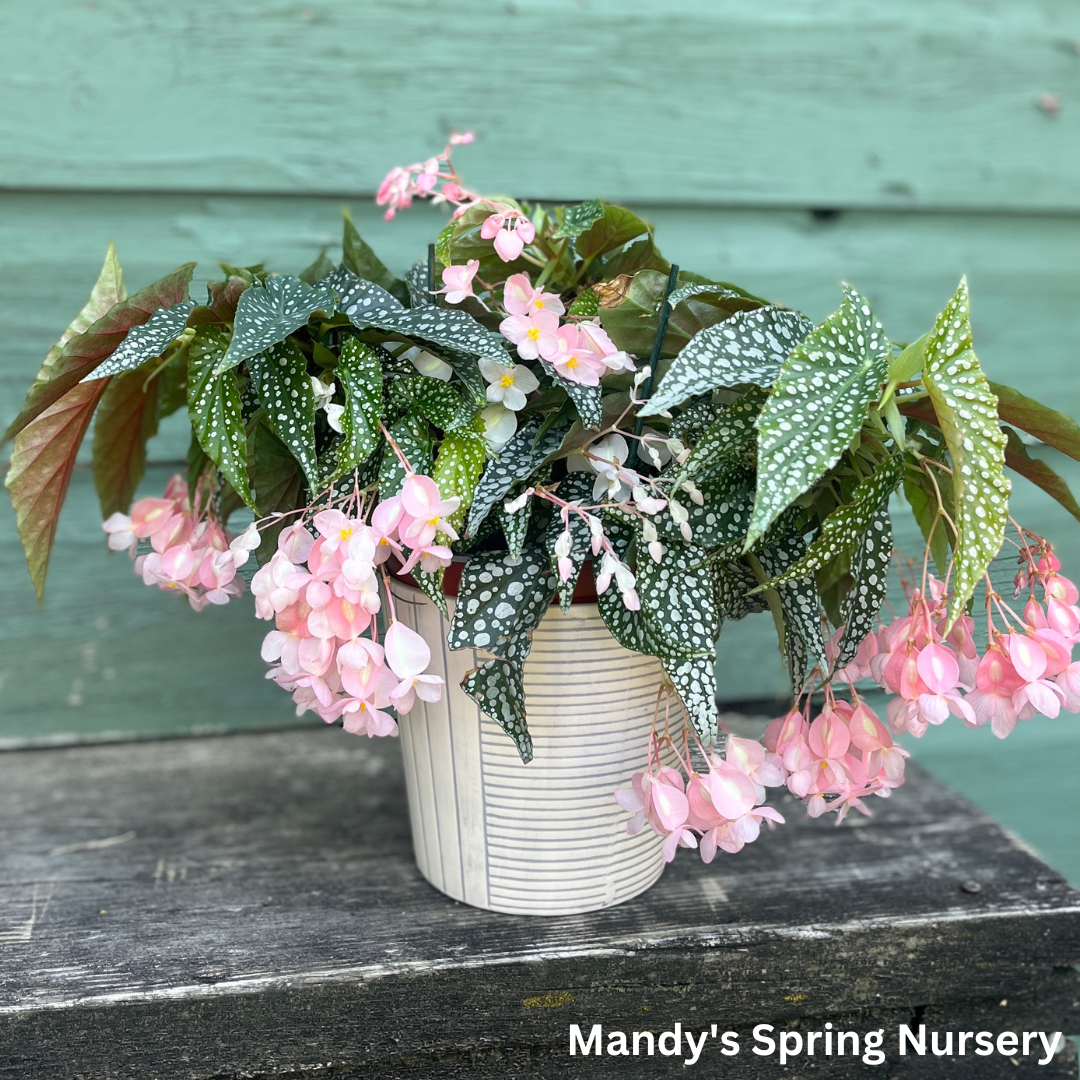 indoor begonia plants for sale Double Dot Begonia