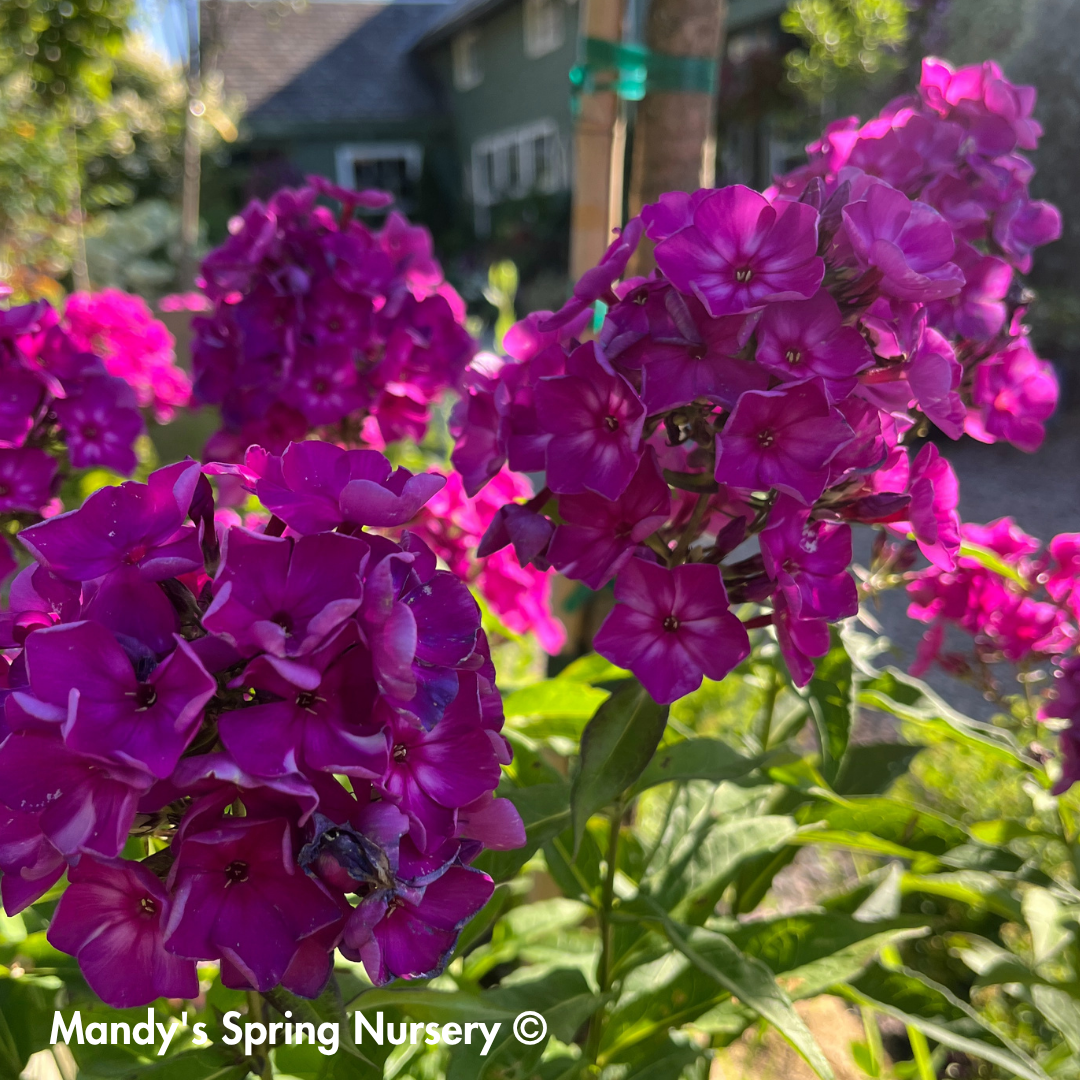 'Grape Lollipop' Garden Phlox | Phlox paniculata first edition Grape lollipop