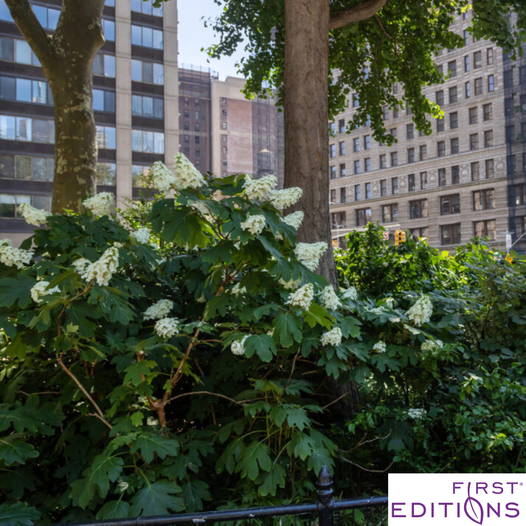 Jetstream Oakleaf Hydrangea | Hydrangea quercifolia