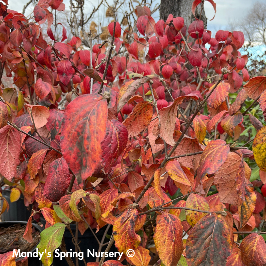 Sugar n' Spice® Korean Viburnum | Viburnum carlesii