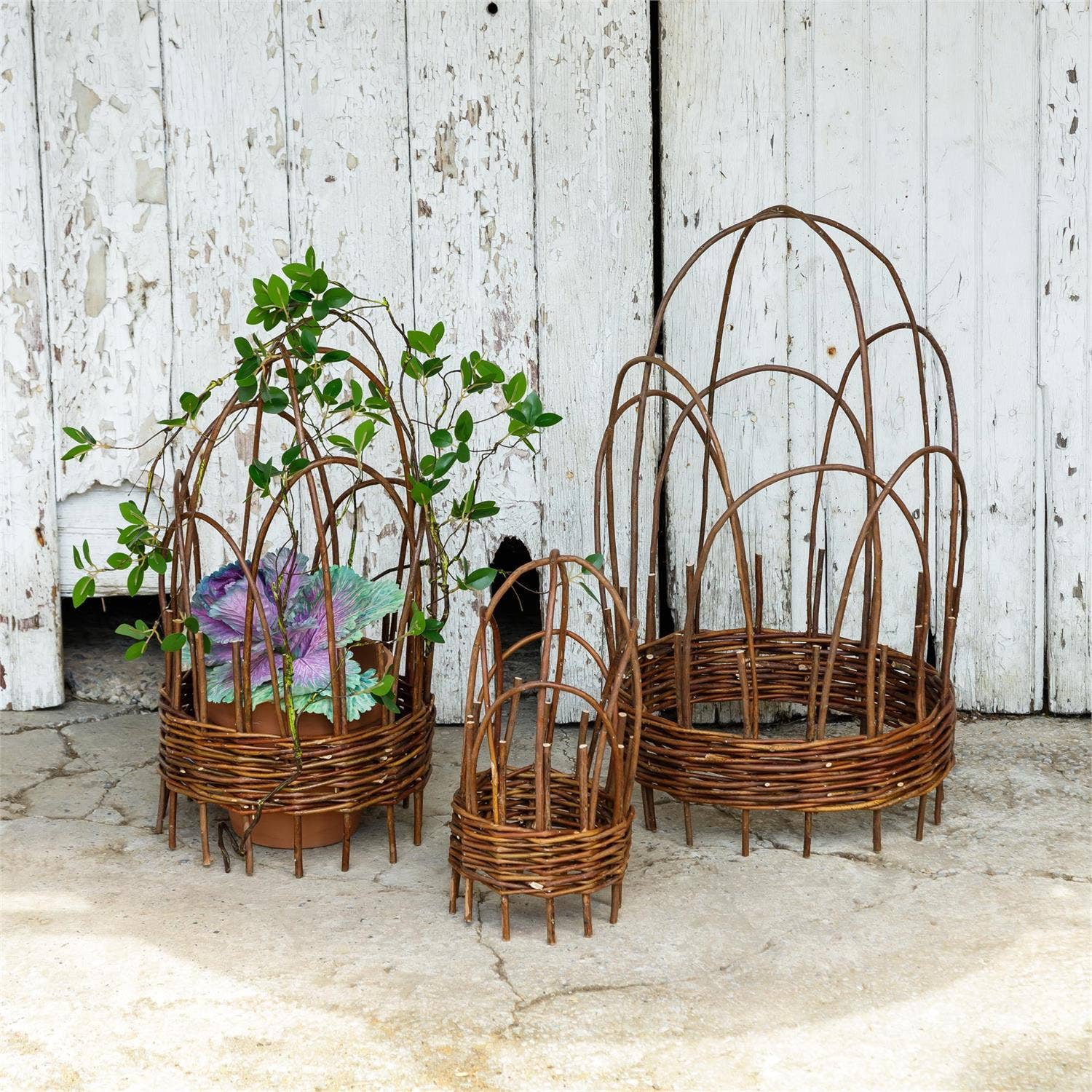trellis herbicide Woven Willow Cloche Trellis – Mandy Spring Farm Nursery, Inc