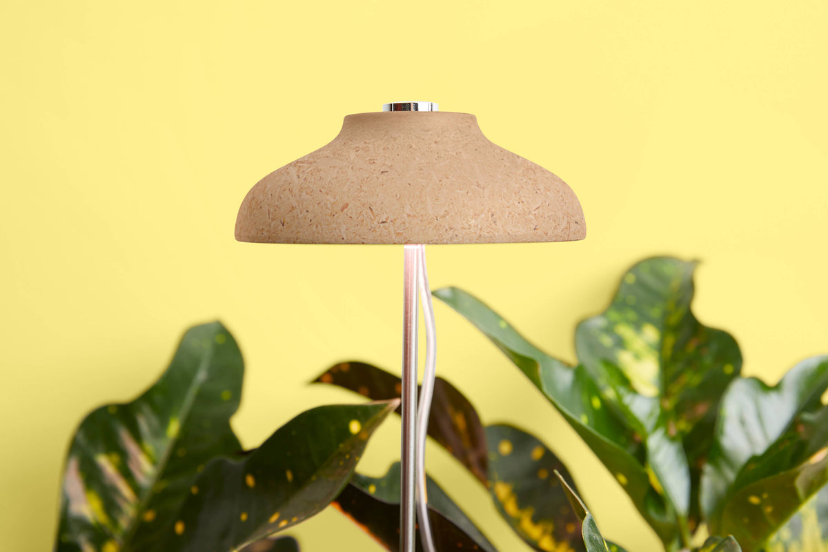 Desk Plant Grow Kit
