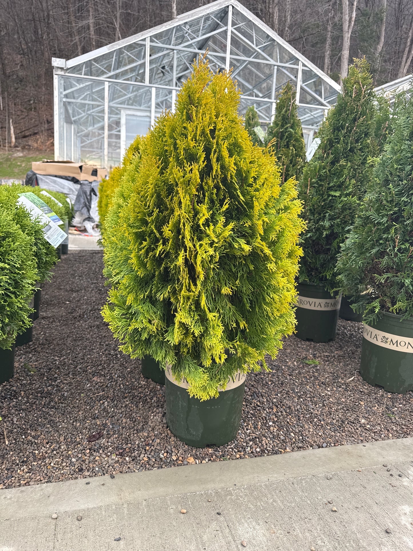 Arborvitae Highlights™ | Thuja occidentalis 'Highlights' | Monrovia