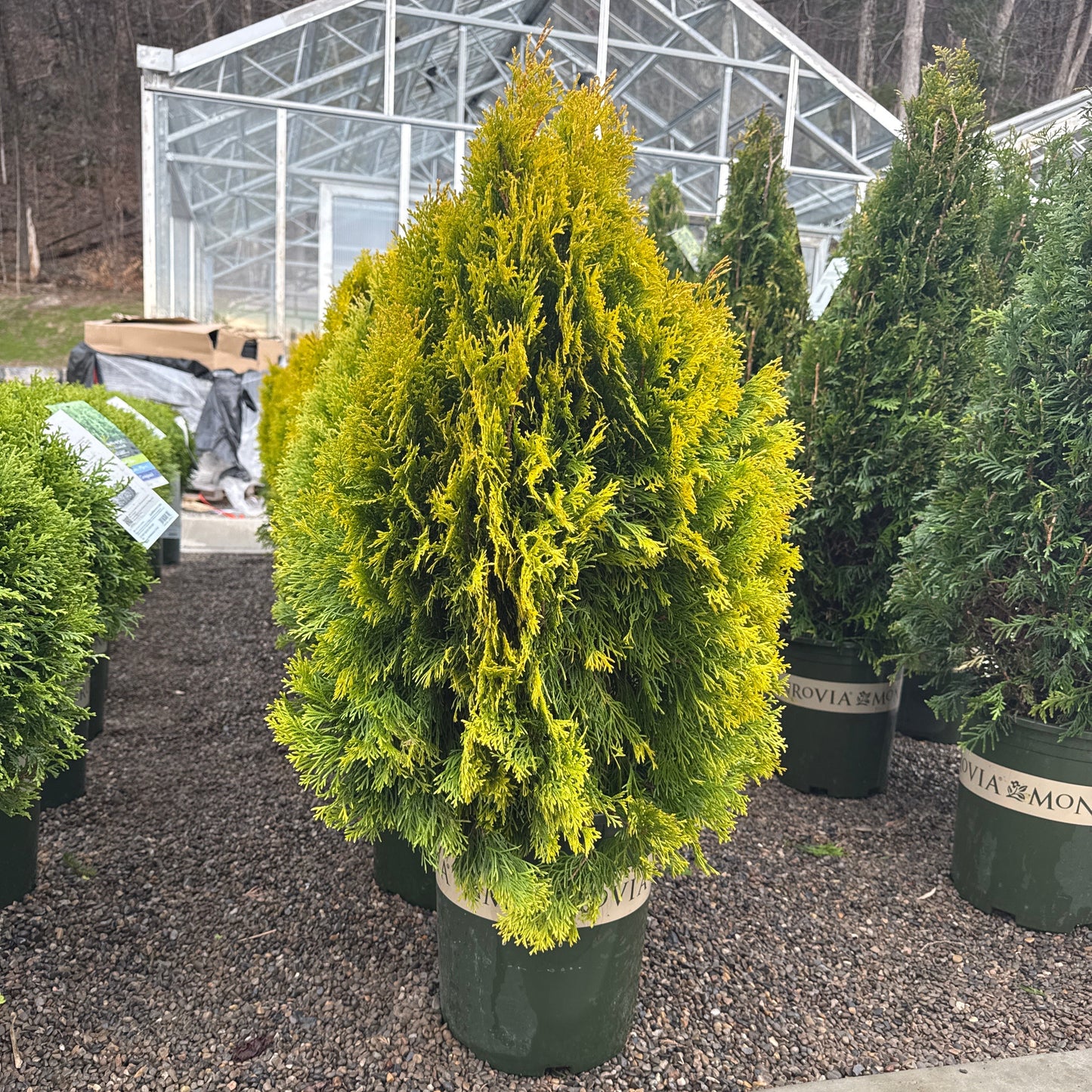 Arborvitae Highlights™ | Thuja occidentalis 'Highlights' | Monrovia
