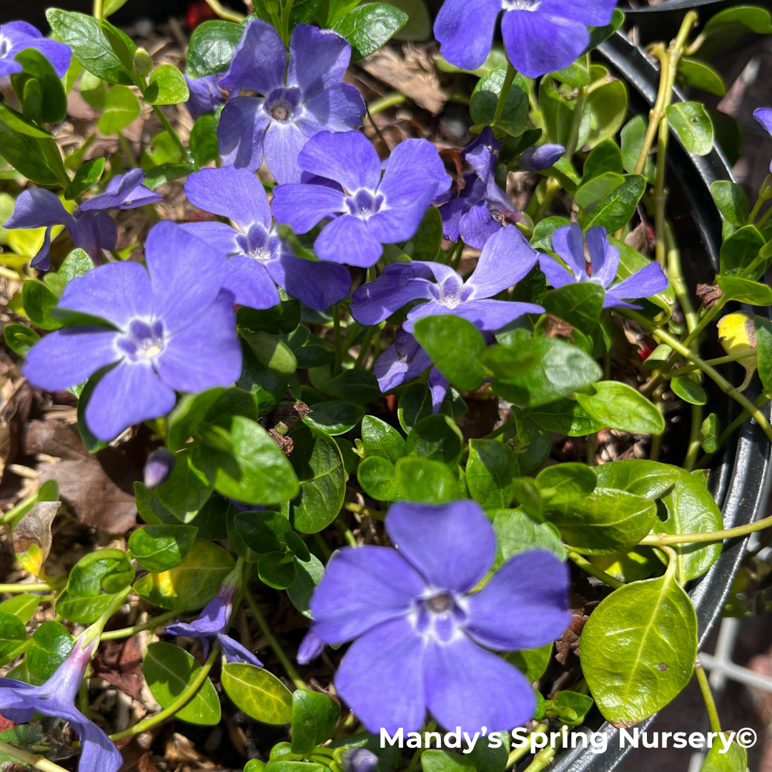 periwinkle house plant Bowles' Common Periwinkle – Vinca Minor