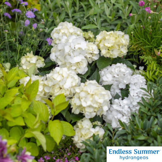 DreamCloudĀ® Reblooming Hydrangea | Hydrangea macrophylla 'Bailmaceight'