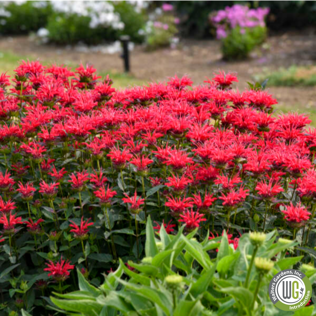 'Red Velvet' Bee Balm | Monarda 'Red Velvet'