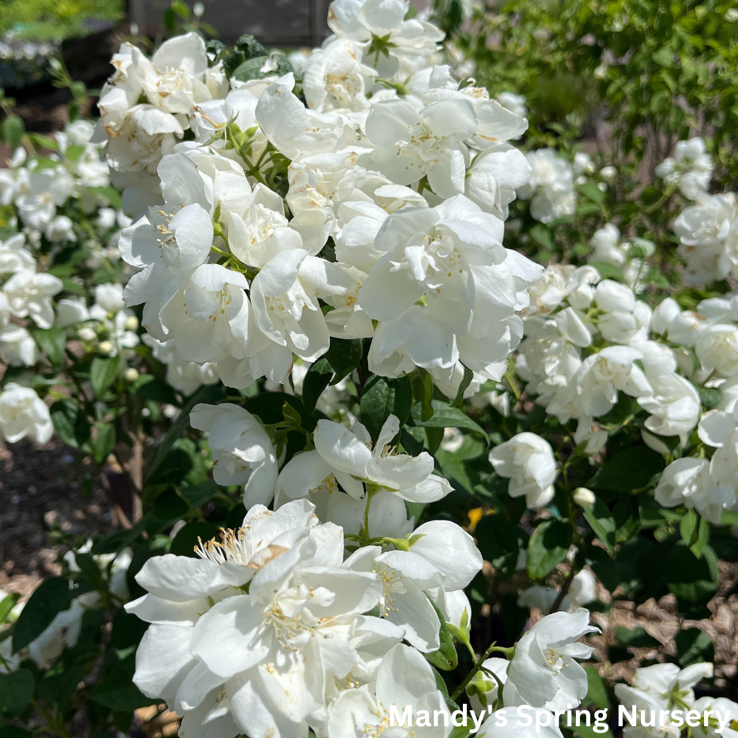 Snow White Mockorange | Philadelphus – Mandy Spring Farm Nursery, Inc. Snow White Mockorange | Philadelphus – Mandy Spring Farm Nursery, Inc.