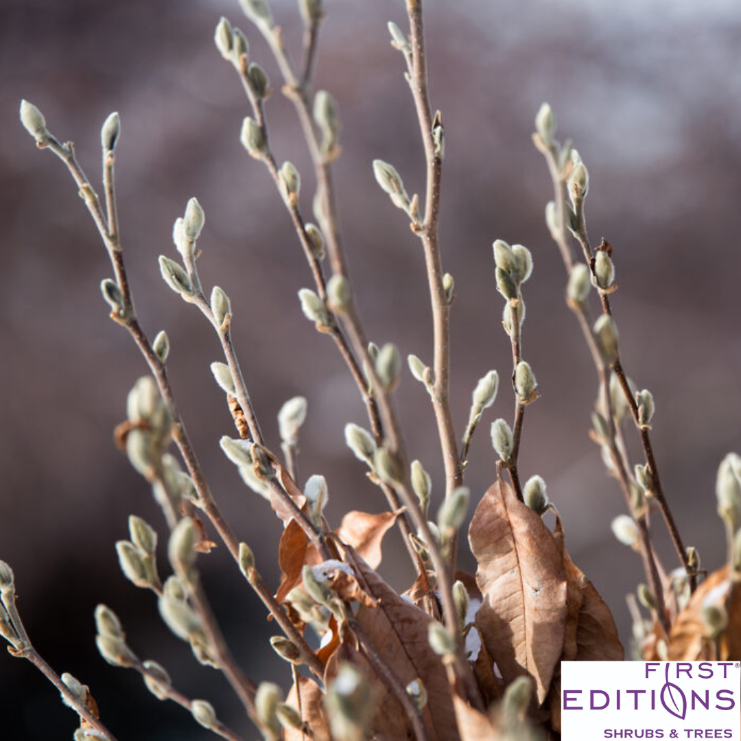'Centennial Blush' Star Magnolia | Magnolia stellata