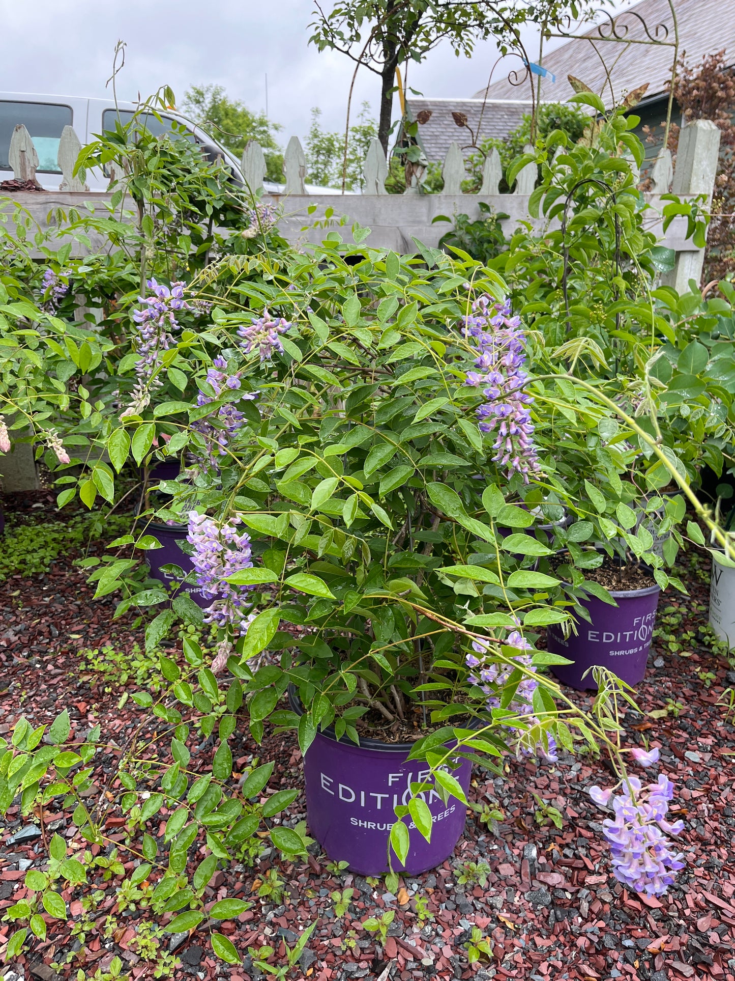 Summer Cascade Wisteria | Wisteria macrostachya 'Betty Matthews'